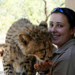 Cheetah Reintroduction