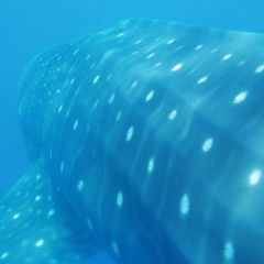 Reef Conservation
