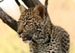 list_image for Cheetah and Predator Conservation in Limpopo 