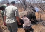 list_image for Rhino Capture Project on a Game Reserve