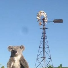 The office koala