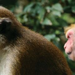 Thailand wildlife rhesus monkey
