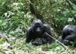 list_image for Gorillas & Game