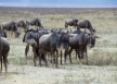 list_image for Serengeti & Zanzibar
