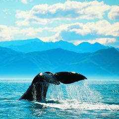 Whale watching