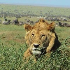 Lion at Mara