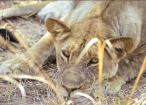 Wildlifeexpress1