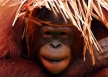 Orangutan adult banner