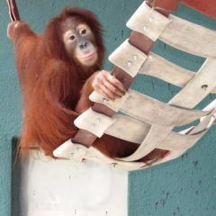 Orangutaninhammock