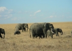 Elephants in the Serengeti, Tanzania