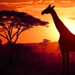 Kenyatocape