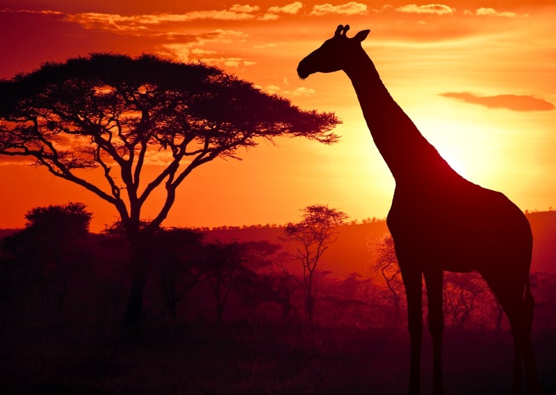 Kenyatocape