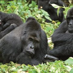 Gorillatrektanzania