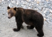 Grizzly Bear