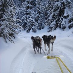 husky Dog sledding