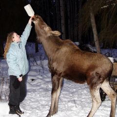 Moose