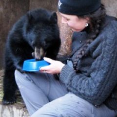 Black Bear