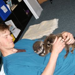 Racoon Babies