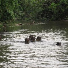 More otters