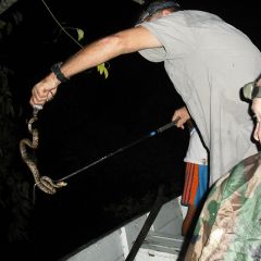 Snakes