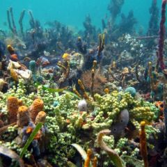 Snorkeling