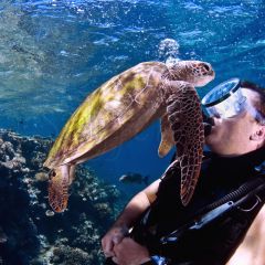 Green seaturtle with male diver copy