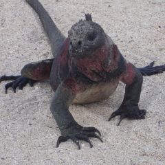 Galapagos