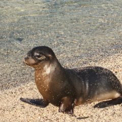 Galapagos