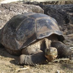 Galapagos