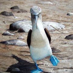 Galapagos