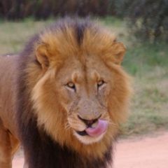 1212418035 01 fmd