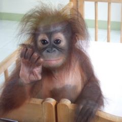 Orangutan