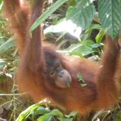 Orangutan