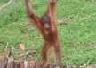 Orangutan
