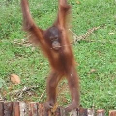 Orangutan