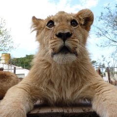 South Africa Big 5