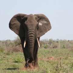 Kruger tour (2)