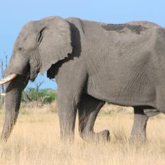 Kruger tour (3)