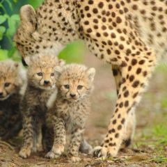 Kruger tour (5)