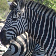Kruger tour (6)