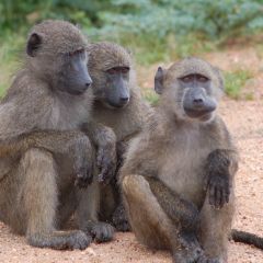 Kruger tour (8)