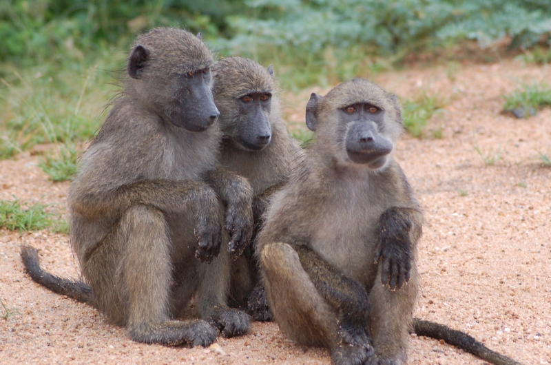 Kruger tour (8)