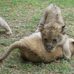 South Africa Experience