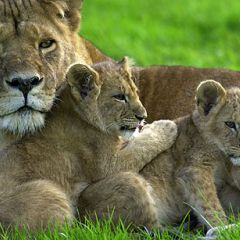 Wildlife protection in action