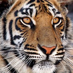India-wildlife-01