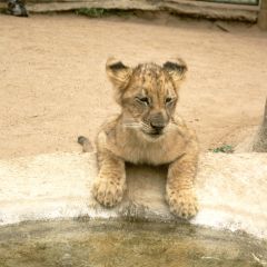 Lion cub at lion park