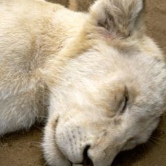 White lion cub at lion park