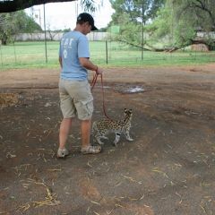 Walking animals