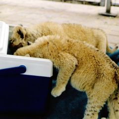 Hungry cubs
