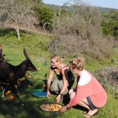 Feeding bushbuck